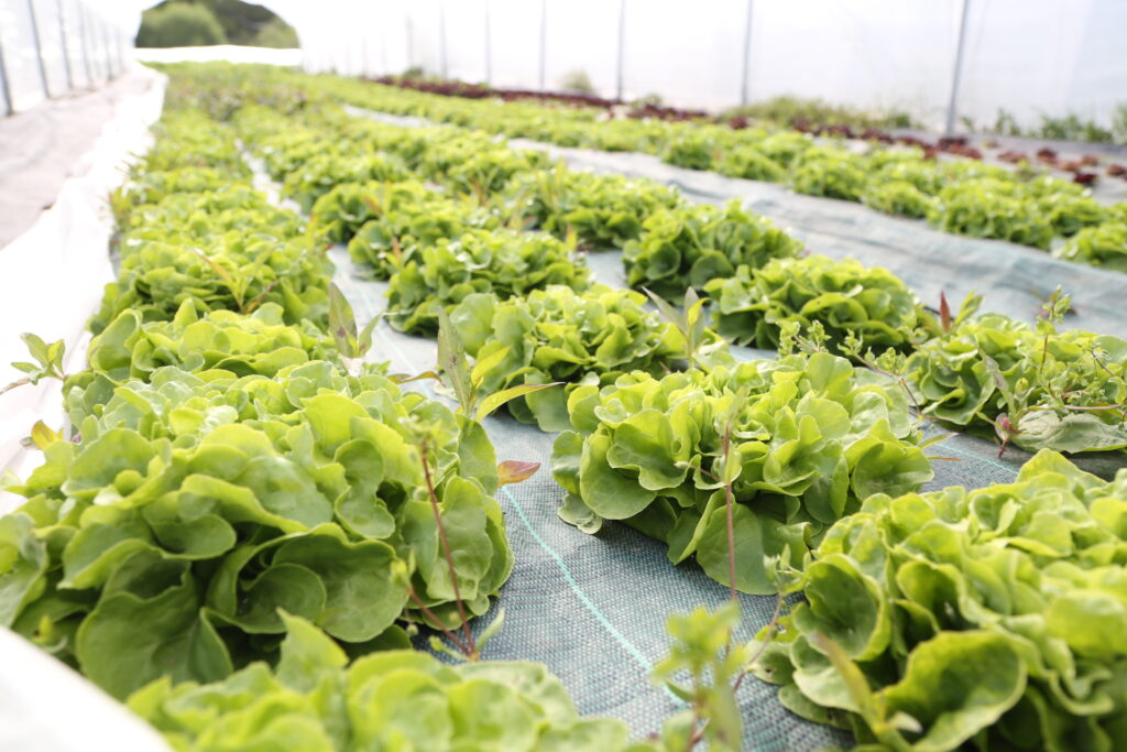 Serre de salades en agriculture biologique