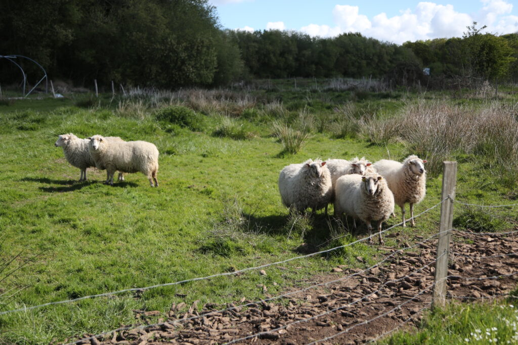 Entretenir exploitation maraîchère bio avec des moutons