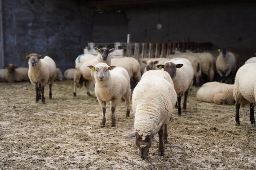 Entretenir exploitation maraîchère bio avec des moutons