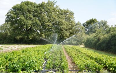 Cultures diversifiées : comment piloter l’irrigation ?