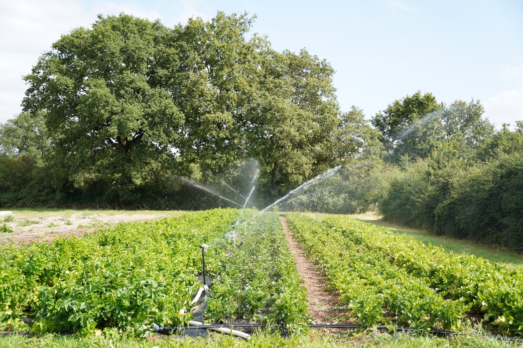 Irrigation agriculture biologique