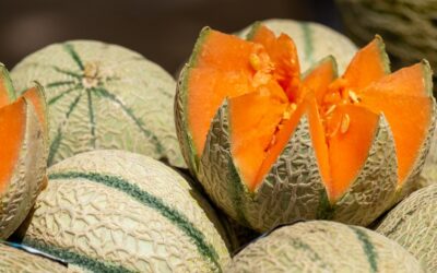 Melon : une stratégie adaptée à la moitié nord de la France