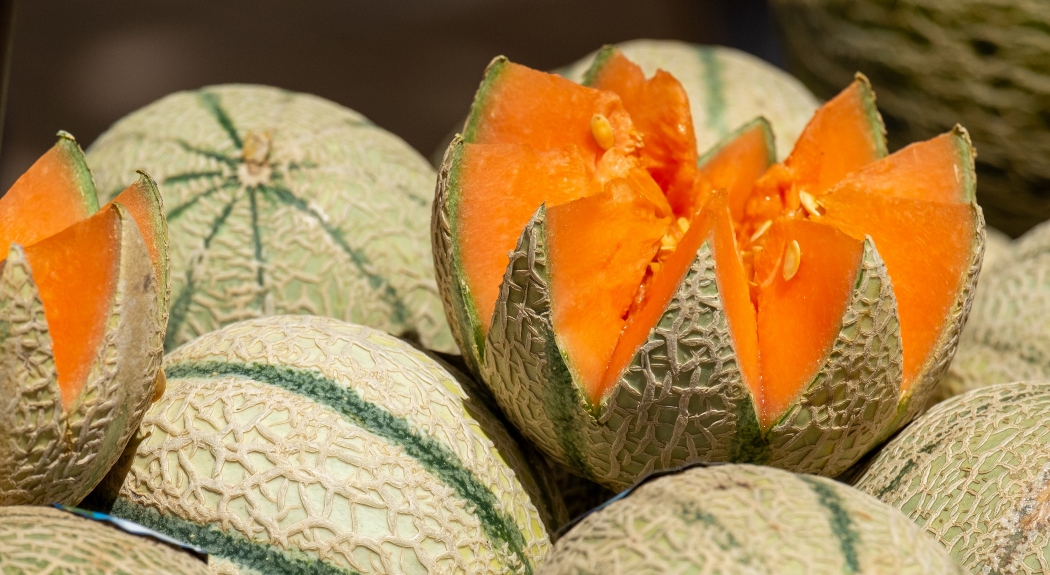 Melon : plantation, conduite climatique, irrigation, récolte